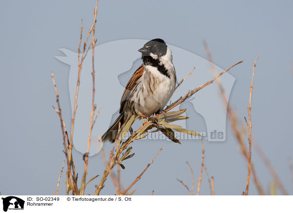 Rohrammer / common reed bunting / SO-02349