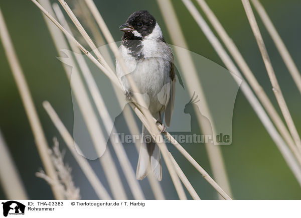 Rohrammer / common reed bunting / THA-03383