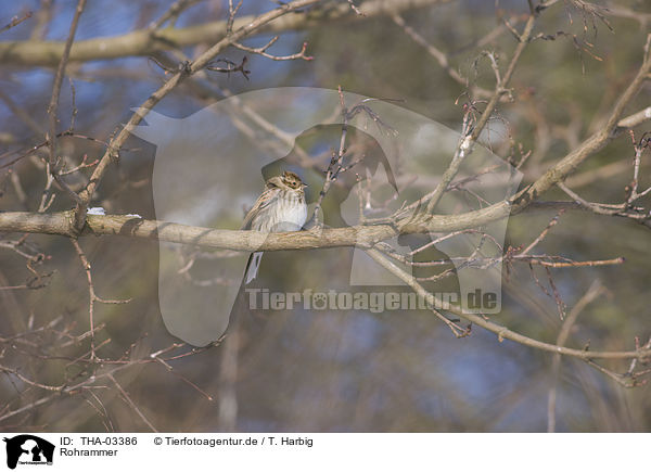 Rohrammer / common reed bunting / THA-03386