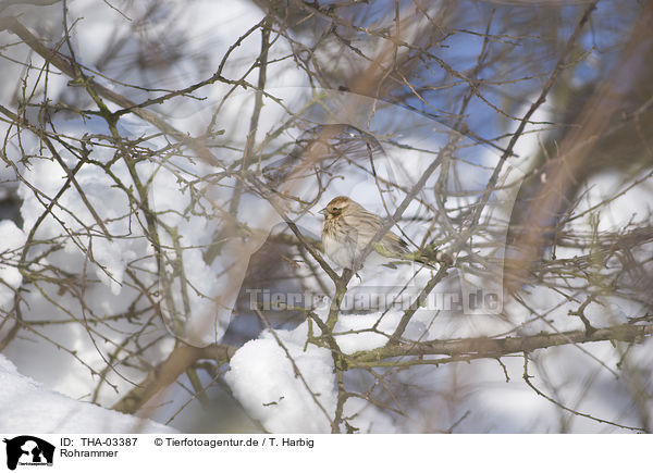 Rohrammer / common reed bunting / THA-03387