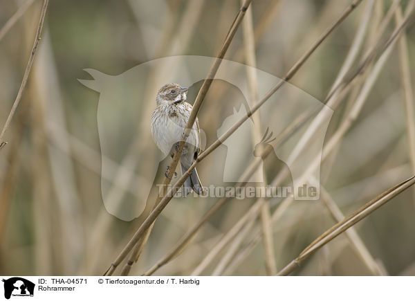 Rohrammer / common reed bunting / THA-04571