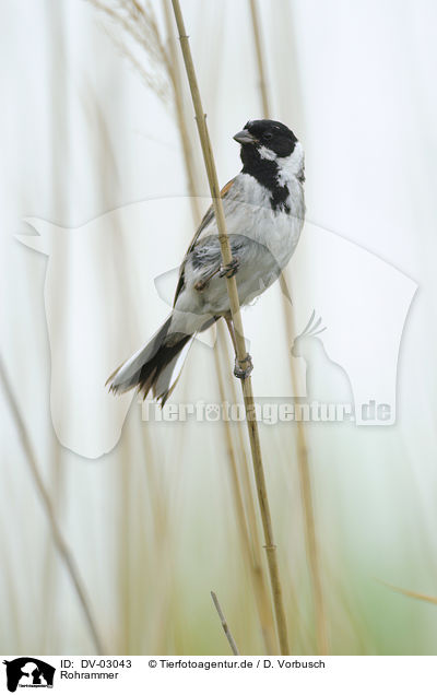 Rohrammer / common reed bunting / DV-03043