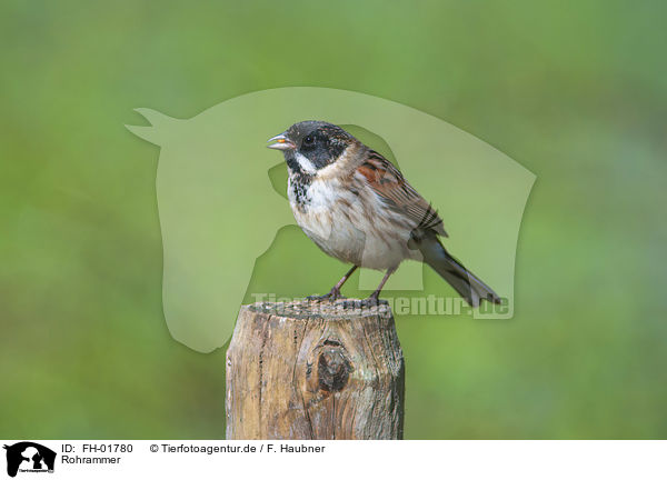 Rohrammer / common reed bunting / FH-01780