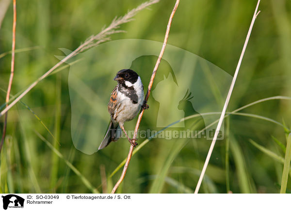 Rohrammer / common reed bunting / SO-03049