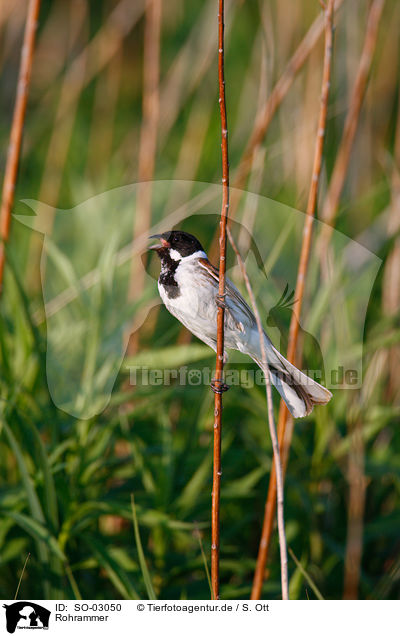 Rohrammer / common reed bunting / SO-03050