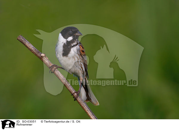 Rohrammer / common reed bunting / SO-03051