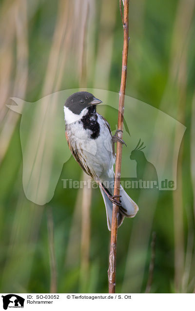 Rohrammer / common reed bunting / SO-03052