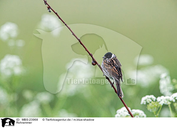 Rohrammer / Eurasian reed bunting / MBS-23968