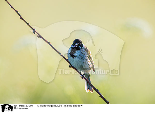 Rohrammer / Eurasian reed bunting / MBS-23997