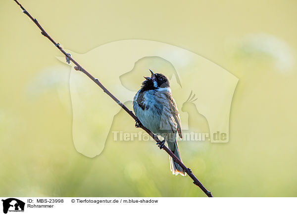 Rohrammer / Eurasian reed bunting / MBS-23998