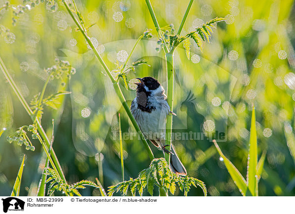 Rohrammer / Eurasian reed bunting / MBS-23999