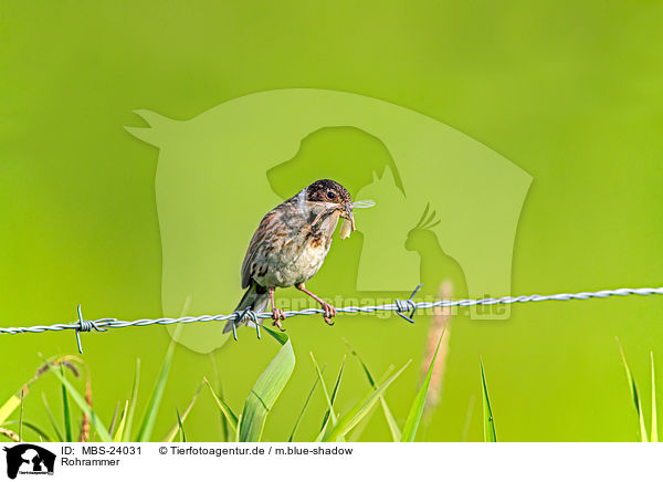 Rohrammer / Eurasian reed bunting / MBS-24031