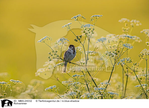 Rohrammer / Eurasian reed bunting / MBS-24032