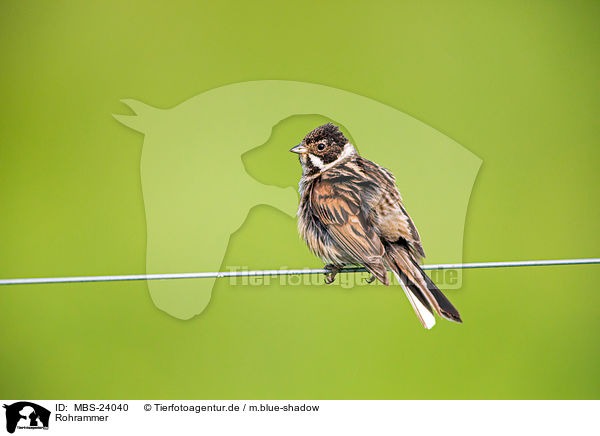 Rohrammer / Eurasian reed bunting / MBS-24040
