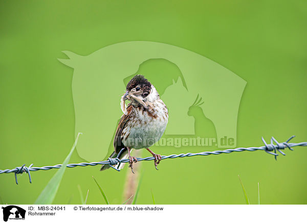 Rohrammer / Eurasian reed bunting / MBS-24041