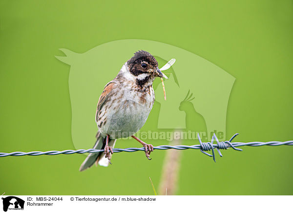 Rohrammer / Eurasian reed bunting / MBS-24044