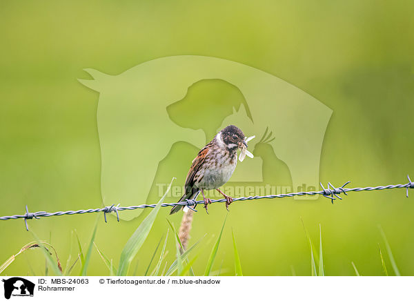 Rohrammer / Eurasian reed bunting / MBS-24063