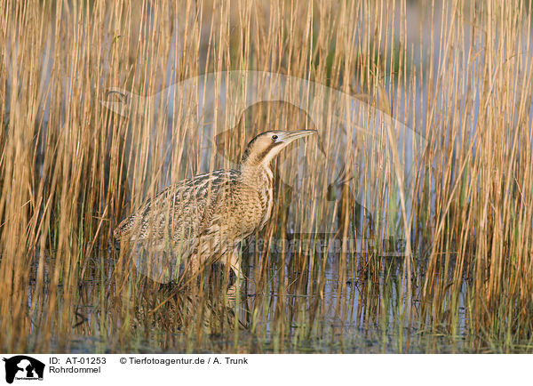 Rohrdommel / Great Bittern / AT-01253