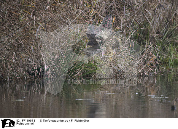 Rohrdommel / great bittern / FF-10673