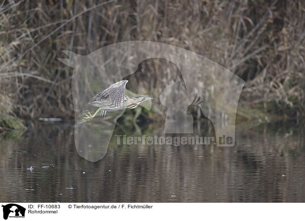 Rohrdommel / great bittern / FF-10683