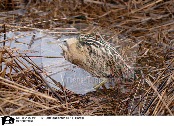 Rohrdommel / great bittern / THA-09561