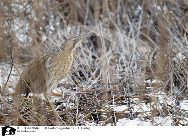 Rohrdommel / great bittern / THA-09567