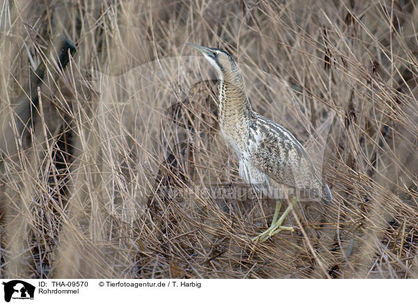 Rohrdommel / great bittern / THA-09570