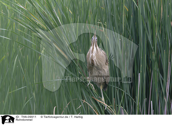 Rohrdommel / great bittern / THA-09911