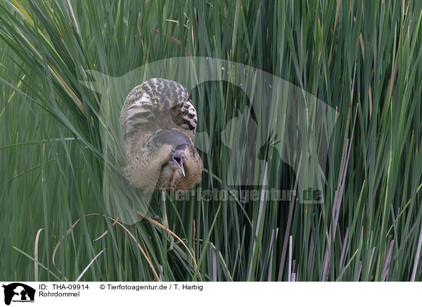 Rohrdommel / THA-09914