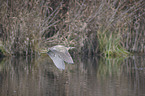 Rohrdommel