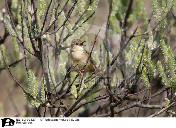 Rohrsnger / warbler / SO-02327