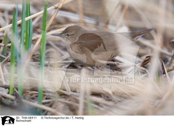 Rohrschwirl / Savi's warbler / THA-06411
