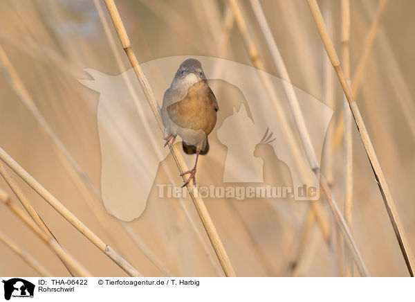 Rohrschwirl / Savi's warbler / THA-06422