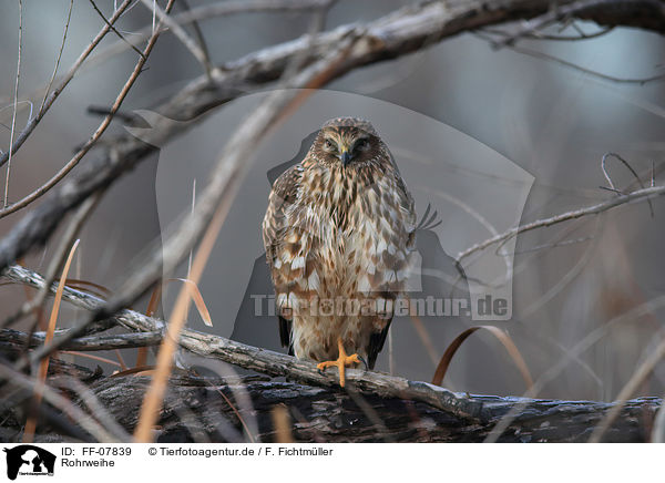 Rohrweihe / Eurasian marsh harrier / FF-07839