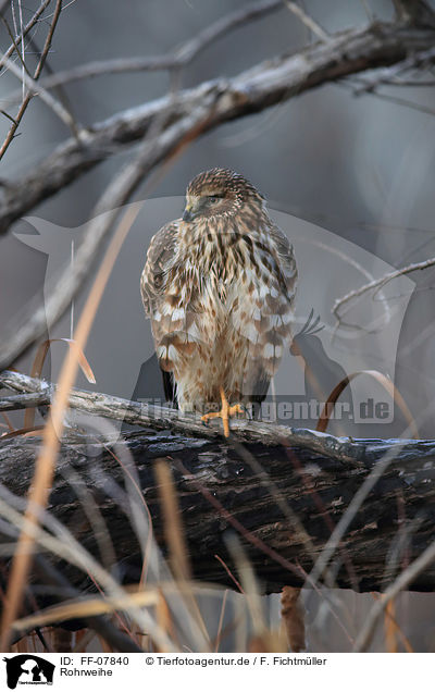 Rohrweihe / FF-07840