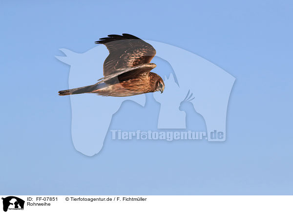 Rohrweihe / Eurasian marsh harrier / FF-07851