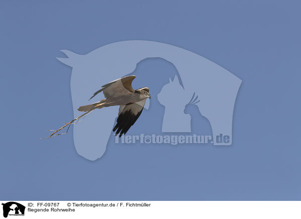 fliegende Rohrweihe / flying Eurasian marsh harrier / FF-09767