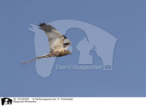 fliegende Rohrweihe / flying Eurasian marsh harrier / FF-09768