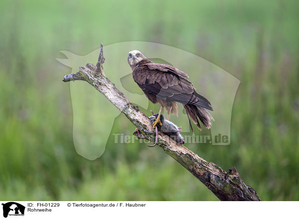 Rohrweihe / Western Marsh Harrier / FH-01229