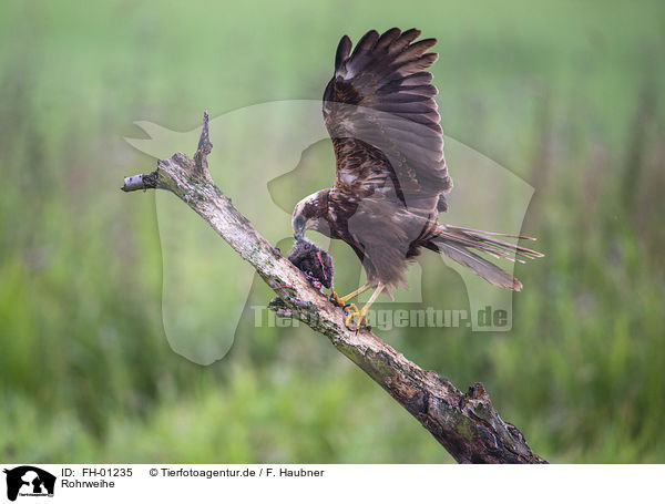 Rohrweihe / Western Marsh Harrier / FH-01235