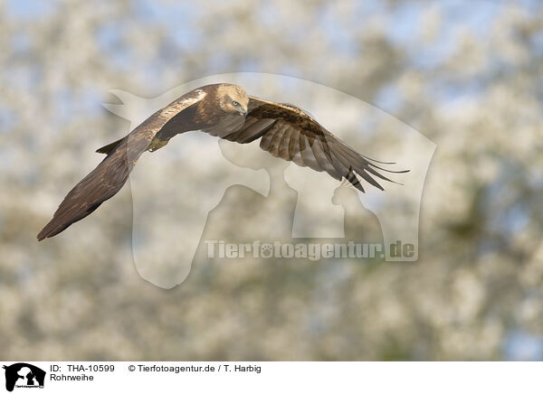 Rohrweihe / Eurasian marsh harrier / THA-10599