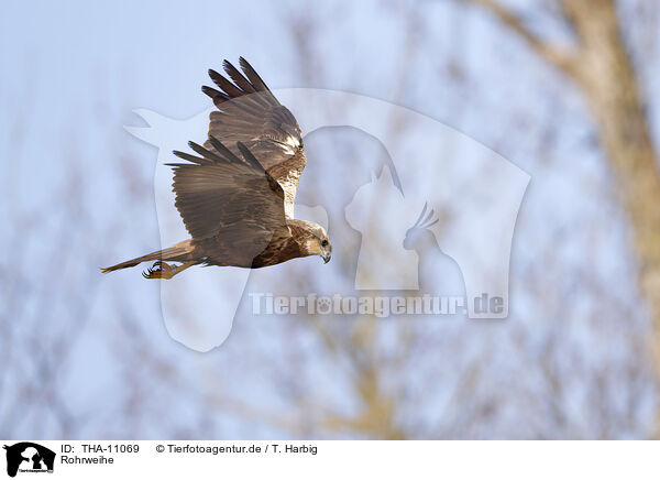 Rohrweihe / Eurasian marsh harrier / THA-11069