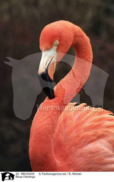 Rosa Flamingo / RR-00245