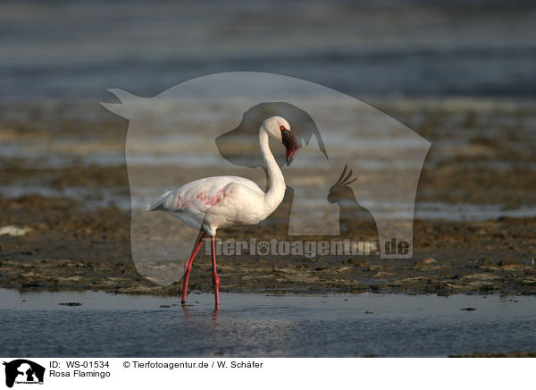 Rosa Flamingo / WS-01534