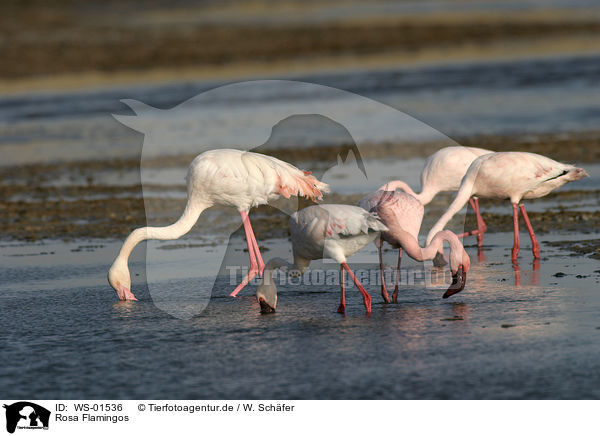 Rosa Flamingos / WS-01536