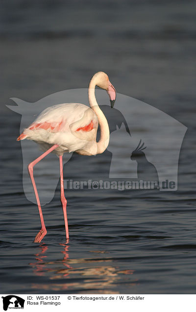 Rosa Flamingo / WS-01537