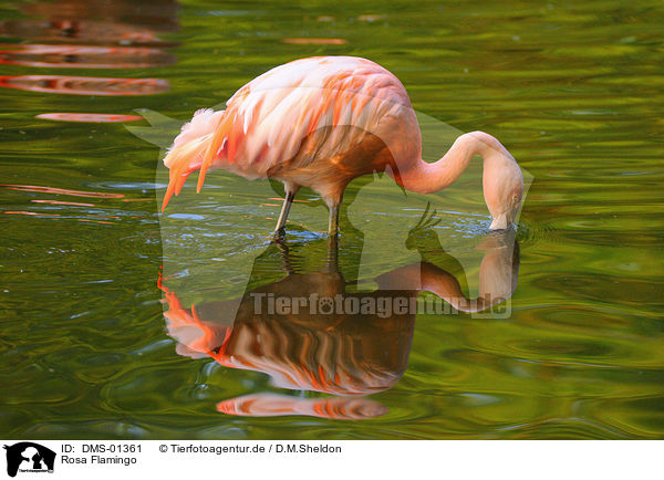 Rosa Flamingo / greater flamingo / DMS-01361