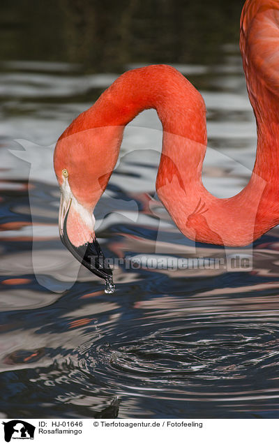 Rosaflamingo / greater flamingo / HJ-01646