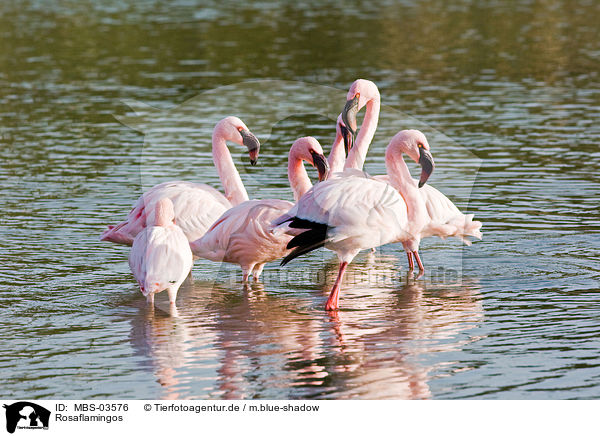 Rosaflamingos / greater flamingos / MBS-03576