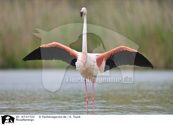 Rosaflamingo / greater flamingo / AT-01723